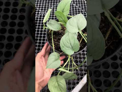 Scindapsus Silver Platinum