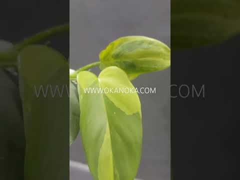 philodendron bipennifolium violin variegated Philodendron Bipennifolium Violin Variegated – Okanoka