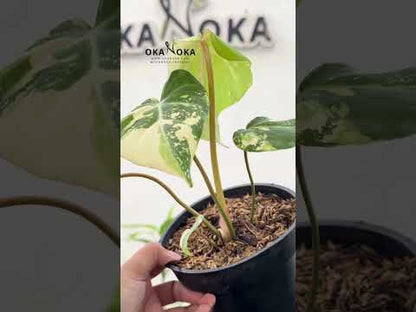 Philodendron Gloriosum Variegated