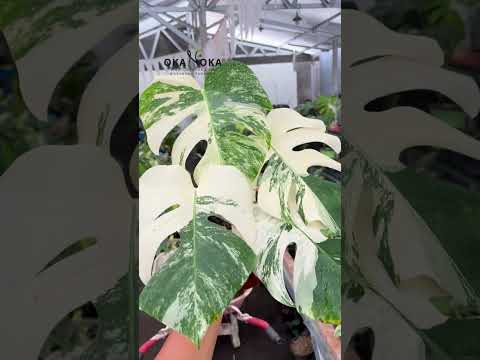 marble monstera plant Monstera Deliciosa Albo Marble Variegated – Okanoka