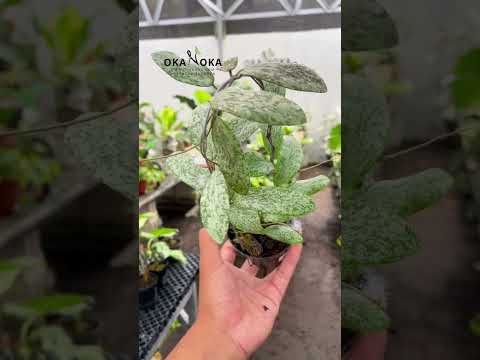 Hoya Sigillatis Silver – Okanoka