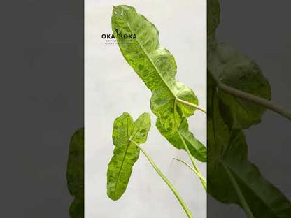 Filodendro Paraíso Verde