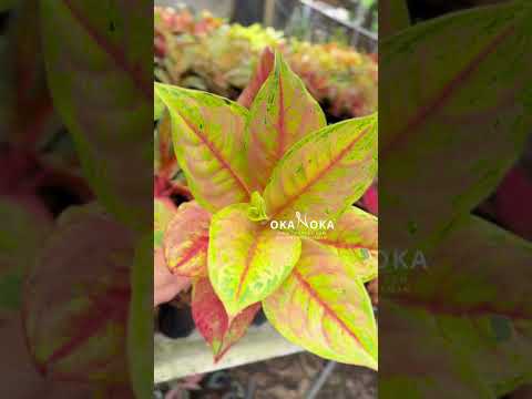 aglaonema licht Aglaonema Light of Diamond – Okanoka