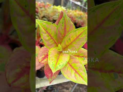 aglaonema illumination Aglaonema Light of Diamond