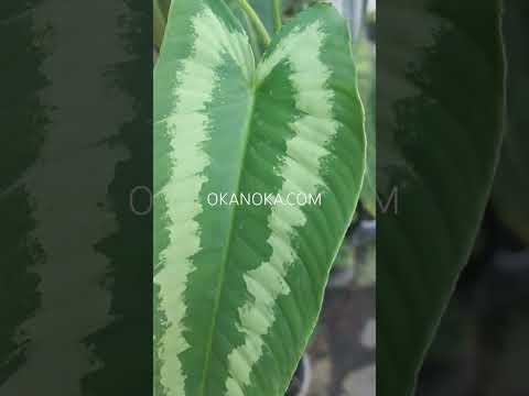Schismatoglottis Wallichii – Okanoka
