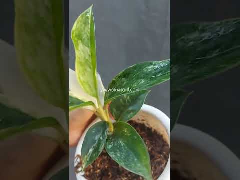 aglaonema siam jade variegated Aglaonema Siam Jade Variegated – Okanoka