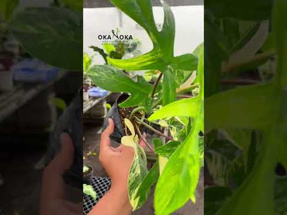 Filodendro Florida Belleza Pequeño