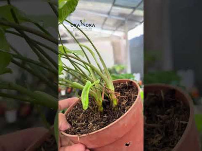 سينجونيوم مونشاين