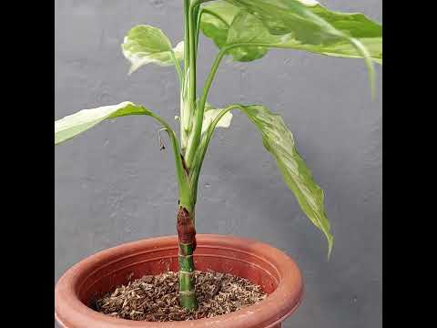 aglaonema modestum for sale Aglaonema Modestum Variegated – Okanoka