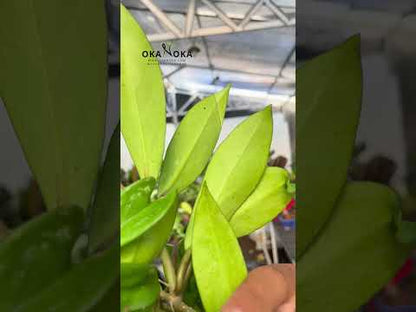 Hoya Pubicalyx Splash