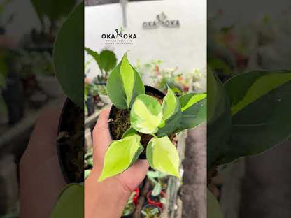 Salpicadura de crema de filodendro