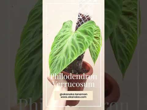 philodendron verrucosum for sale australia Philodendron Verrucosum – Okanoka