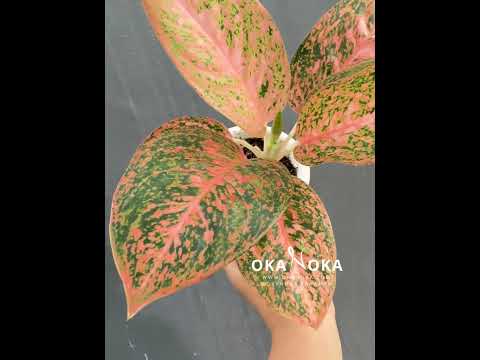 orange aglaonema Aglaonema Orange Stardust – Okanoka
