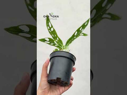 Monstera Obliqua French Guiana