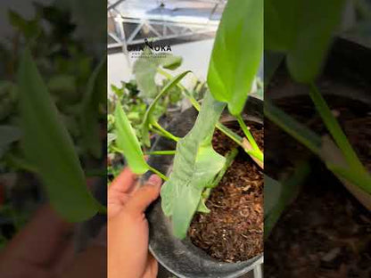 Philodendron Bipennifolium Violin Grün