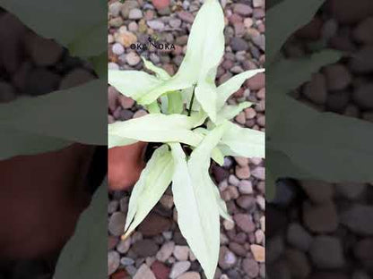 سينجونيوم نجرن لايما