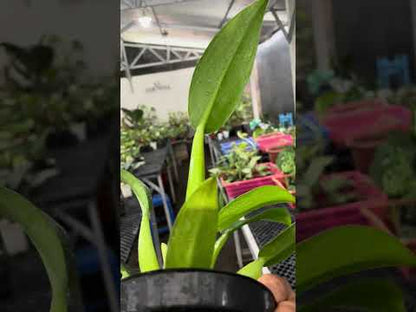 فيلوديندرون مارتيانوم