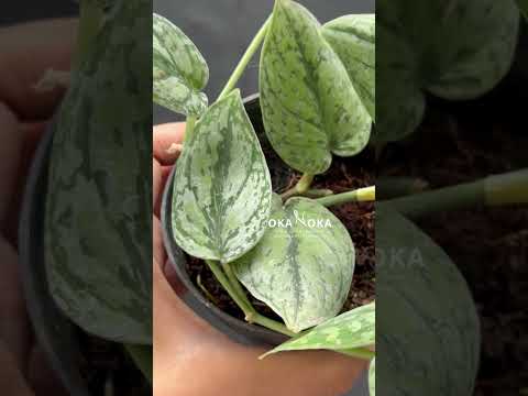 Scindapsus Army Tricolor – Okanoka