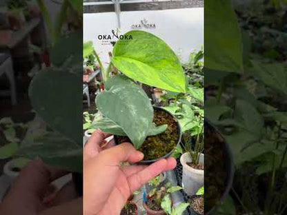 Scindapsus Jade Satin