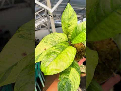 Rhaphidophora Puberula Variegata