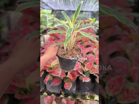 bamboo aglaonema Aglaonema Bamboo – Okanoka
