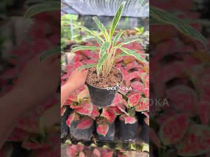aglaonema modestum bamboo Aglaonema Bamboo – Okanoka