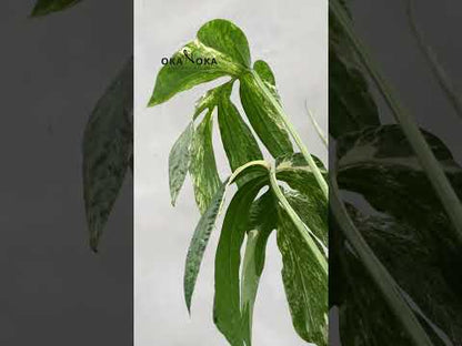 Amydrium Zippelianum Variegated