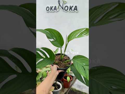 monstera pinnatipartita vs peru Monstera Pinnatipartita – Okanoka