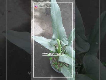 philodendron hastatum mature Philodendron Hastatum Silver Sword Mature Leaf