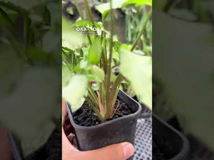 أجنحة الجنية سينجونيوم