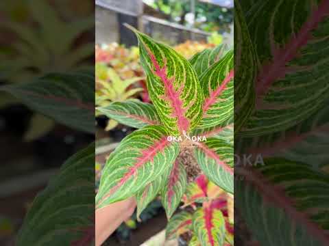 pink beauty aglaonema Aglaonema Pink Beauty – Okanoka
