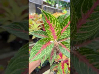 aglaonema pink beauty plant Aglaonema Pink Beauty – Okanoka