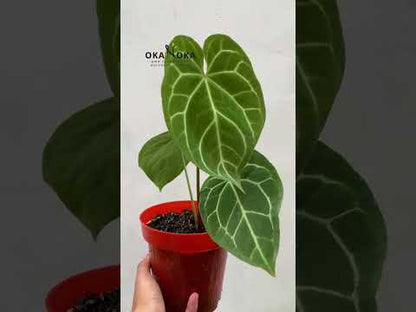 Anthurium Crystallinum Dragón Llama