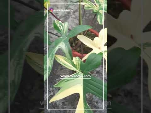 philodendron florida beauty flower Philodendron Florida Beauty – Okanoka