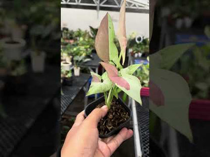 Syngonium Pink Salmon