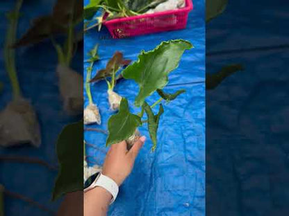 Alocasia Triangularis