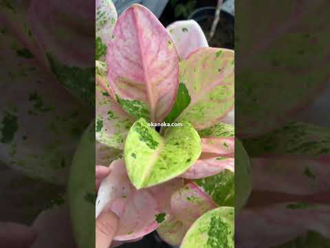 aglaonema emerald Aglaonema Pink Emerald – Okanoka