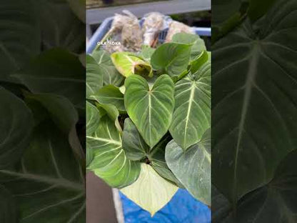 philodendron gloriosum crawler or climber Philodendron Gloriosum Large Live Plant Wholesale – Okanoka