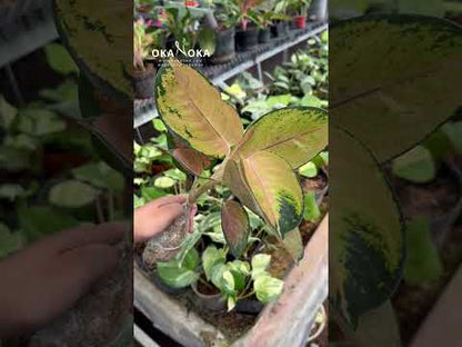 Aglaonema Sultan Brunei