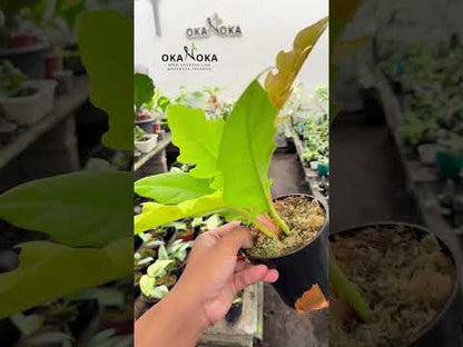 Philodendron Green Saw