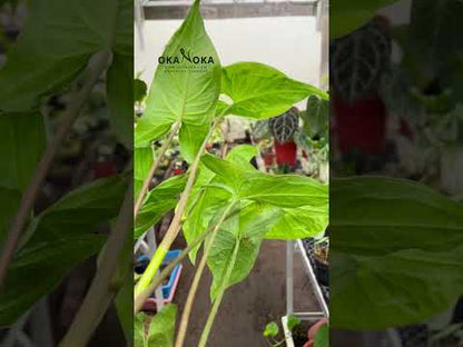 Syngonium Three Kings a.k.a Magic Marble