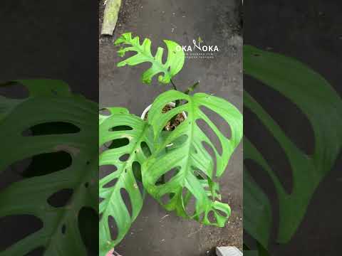 planta monstera esqueleto Monstera Esqueleto fenestrado