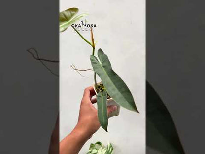 Filodendro Atabapoense