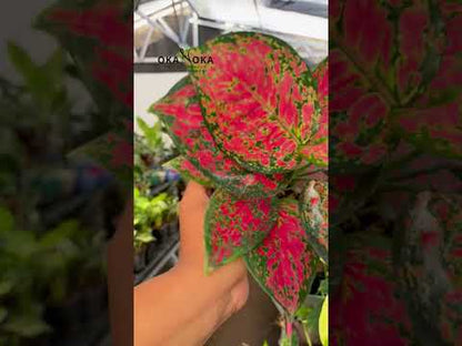 Aglaonema roja Anyamanee