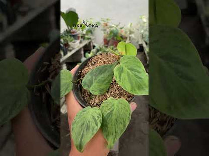 Philodendron Hederaceum Heartleaf Variegated