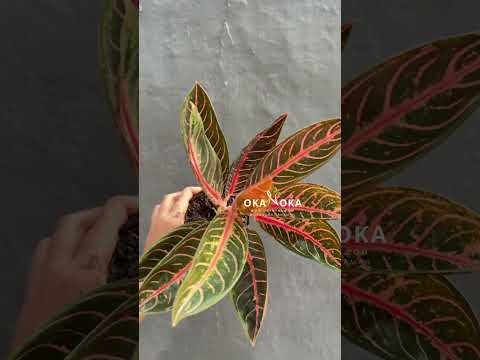Aglaonema Pride of Sumatra – Okanoka Aglaonema Pride of Sumatra – Okanoka