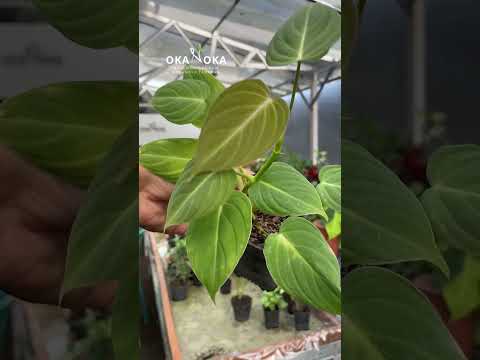 philodendron glorious for sale Philodendron Glorious – Okanoka