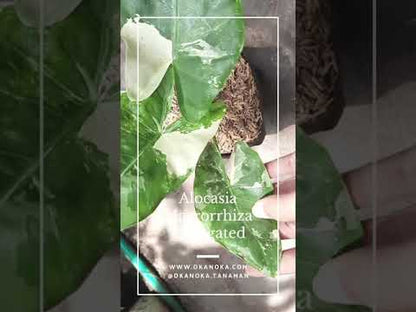 Alocasia Macrorrhiza Abigarrada Pequeña