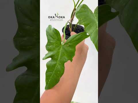 green dragon philodendron price philippines Philodendron Lime Fiddle (Golden Dragon) – Okanoka