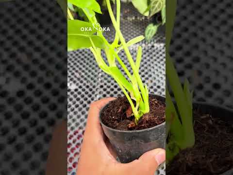 philodendron burle marx variegated for sale Philodendron Burle Marx Variegated – Okanoka